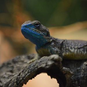 Xenagama taylori