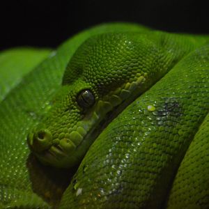 Morelia viridis