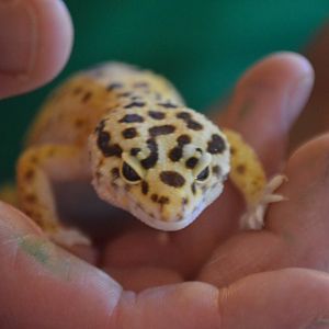 Eublepharis macularius