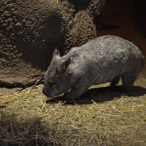The adorable Adelaide, Lasiorhinus latifrons