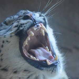 Panthera uncia mid-yawn