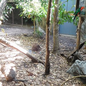 Daintree Rainforest exhibit