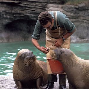 Walrus Feed 1973