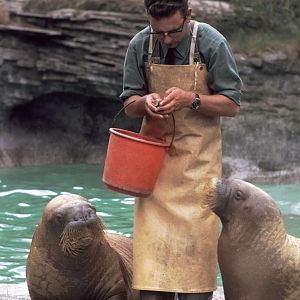 Walrus Feed 1973