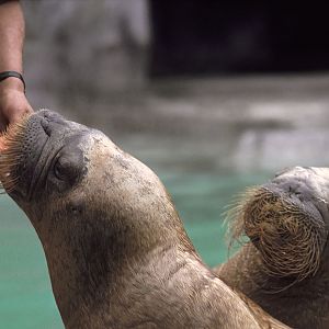 'Gimme dat Harp, Boy!' 1973
