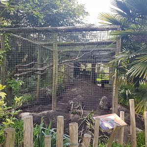 Australian Brush-turkey-aviary