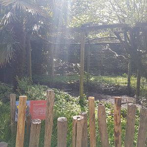 Aviary Blue-winged kookaburra