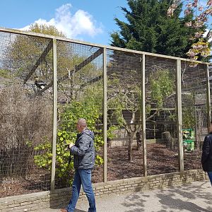 Aviary Great Indian hornbill