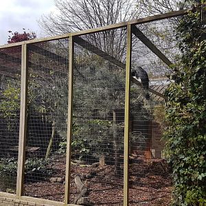 Hornbill - Mouse-deer enclosure