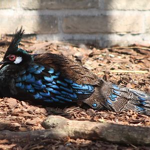 Palawan peacock-pheasant