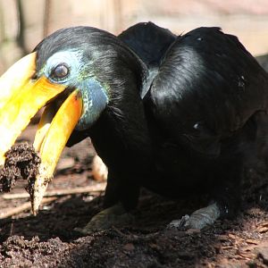 Nest-material collecting Wrinkled hornbill-female