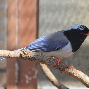 Red-billed blue-magpie
