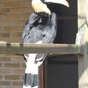 Great Indian hornbill