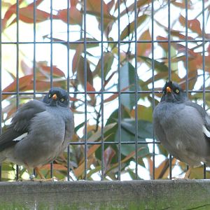 Jungle mynas