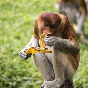 Proboscis monkey, Nasalis larvatus