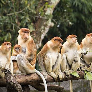 Proboscis monkey, Nasalis larvatus
