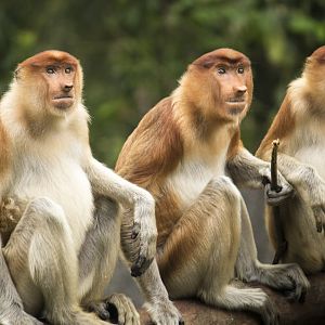 Proboscis monkey, Nasalis larvatus