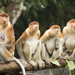 Proboscis monkey, Nasalis larvatus