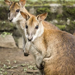 Agile wallaby, Macropus agilis (papuanus?)