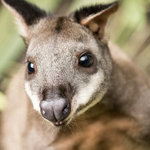 Dusky pademelon, Thylogale brunii