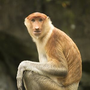 Proboscis monkey, Nasalis larvatus