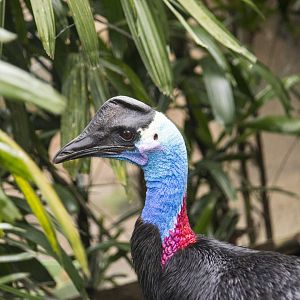 Dwarf cassowary, Casuarius bennetti
