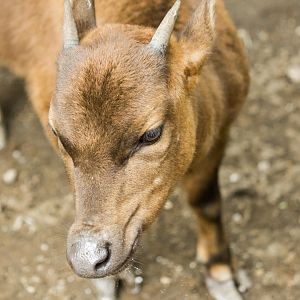 Mountain anoa, Bubalus quarlesi