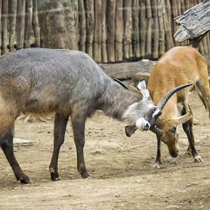 Waterbuck, Kobus ellipsiprymnus and Red lechwe, Kobus leche