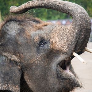 Sumatran elephant, Elephas maximus sumatranus