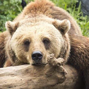 Brown bear, Ursus arctos