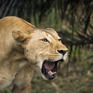 Lion, Panthera leo