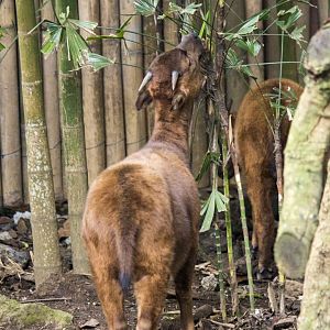 Mountain anoa, Bubalus quarlesi