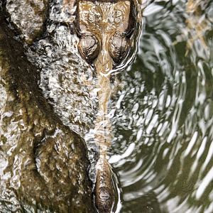 Gharial, Gavialis gangeticus