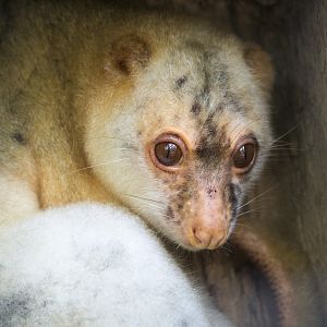 Black-spotted cuscus, Spilocuscus rufoniger