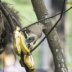Helmeted friarbird, Philemon buceroides