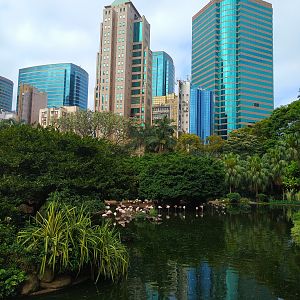 Kowloon Park - Flamingos