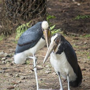 Lesser adjutant, Leptoptilos javanicus