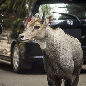 Nilgai, Boselaphus tragocamelus