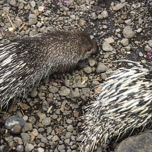 Sunda porcupine, Hystrix javanica