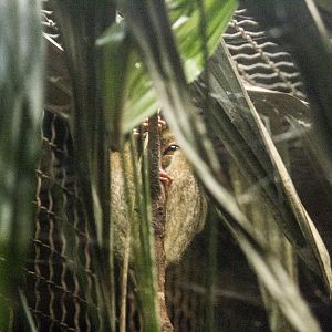 Philippine tarsier, Carlito syrichta