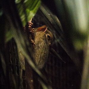 Philippine tarsier, Carlito syrichta