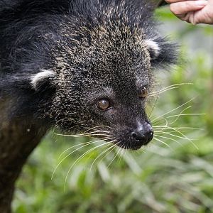 Javan binturong, Arctictis binturong penicillatus