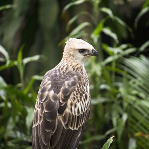 Changeable hawk-eagle, Nisaetus cirrhatus