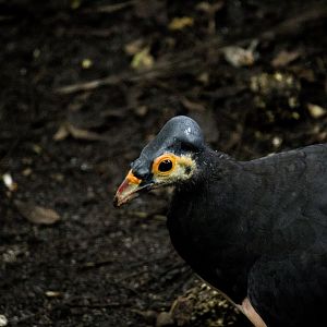 Maleo, Macrocephalon maleo