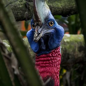 Red-necked single-wattled cassowary, Casuarius unappendiculatus rufotinctus