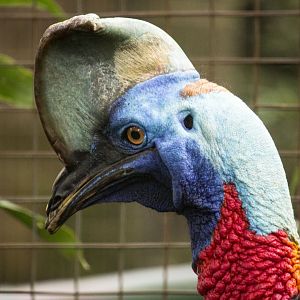 Red-necked single-wattled cassowary, Casuarius unappendiculatus rufotinctus