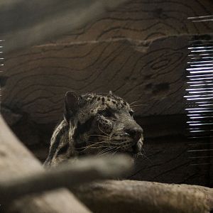 Sunda clouded leopard, Neofelis diardi