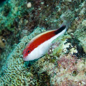 Freckled Hawkfish