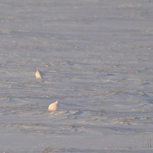 Willow Ptarmigan- Alaska