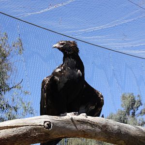 Wedge-tailed Eagle (Aquila audax)
